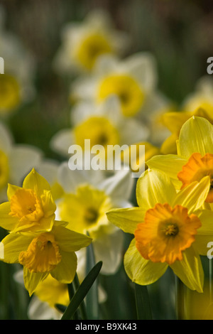 Eine Gruppe von Osterglocken und Narzissen im Frühjahr Sonnenlicht. Stockfoto