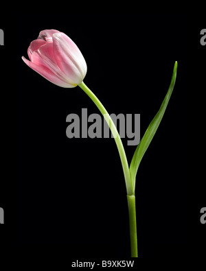 Tulip Stockfoto