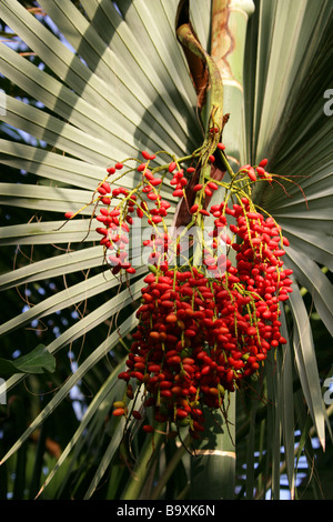 Ivovowo Palm, Dypsis Lanceolata, Palmsonntag. Palme nur auf den Komoren-Inseln, indischen Ozean vor der Ostküste Afrikas Stockfoto