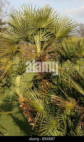 Chusan Palm aka Windmühle Palme oder chinesische Windmühle Palme, Trachycarpus Fortunei, Palmsonntag, China Stockfoto
