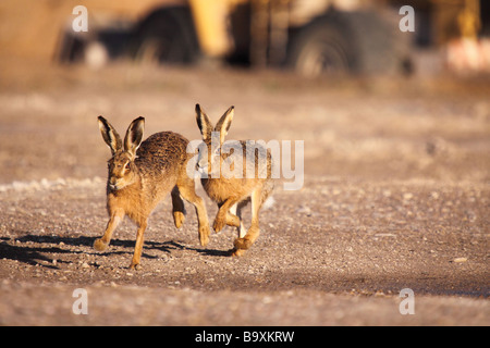 braune Hasen Lepus Europaeus jagten einander Stockfoto