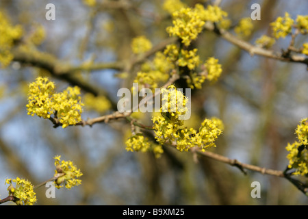 Japanische Kornelkirsche oder japanische Cornelian Cherry, Cornus Officinalis, Cornales Stockfoto