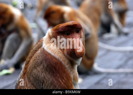 Männlichen Nasenaffe an einer Futterstelle in der Labuk Bay Proboscis Monkey Sanctuary in der Nähe von Sandakan Sepilok in Sabah Stockfoto