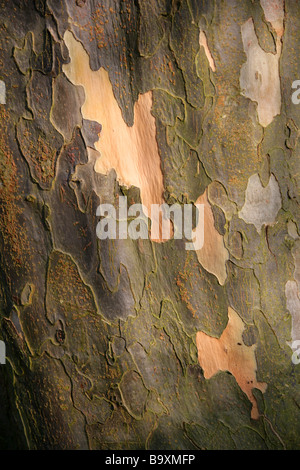 Baumrinde persische Ironwood, Parrotia Persica, Hamamelidaceae, Iran und Kaukasus Stockfoto