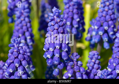 Grape Hyacinth Stockfoto