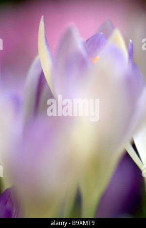 Crocus tommasinianus Stockfoto