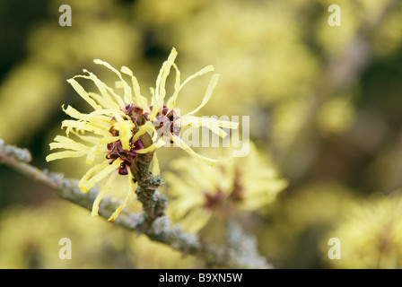 HAMAMELIS INTERMEDIA SUNBURST WITCH HASEL Stockfoto