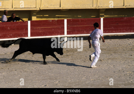 Laufen der Stiere oder Kurs Camargue, Ring Arena, Arene oder Bull von Les Saintes-Maries-de-la-Mer, Camargue, Provence, Frankreich Stockfoto