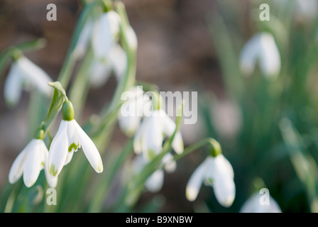 GALANTHUS NIVALIS VIRIDAPICIS SCHNEEGLÖCKCHEN Stockfoto