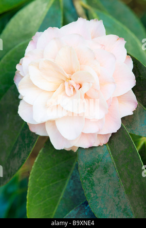 CAMELLIA WILLIAMSII CORINNE MORGENDÄMMERUNG Stockfoto