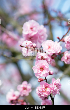 Rosa Kirschblüten Stockfoto