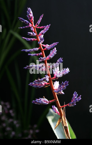 Blue Tango Bromelie "Del Mar", Aechmea Sorte, Bromeliaceae Stockfoto