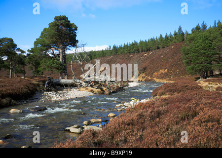 Umgestürzter Baum auf dem Quoich Wasser in Glen Quoich, in der Nähe von Braemar, Aberdeenshire, UK. Stockfoto