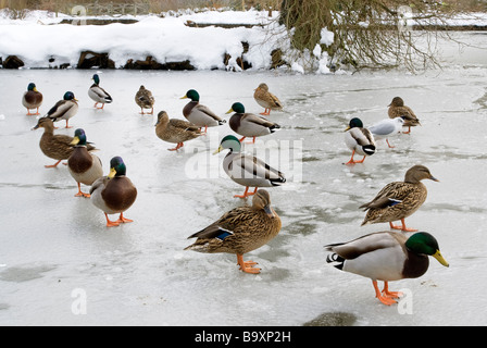 Mallard Enten stehen auf einem gefrorenen Teich, England Stockfoto