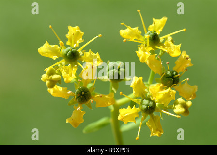 Blüten der Heilpflanze Weinraute Wein rue gemeinsame Rue Ruta graveolens Stockfoto