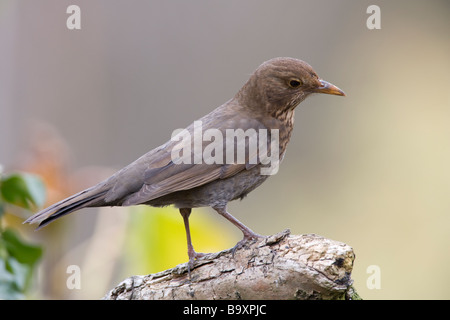 Weibliche schwarze Vogel Turdus Merula Turdidae Stockfoto