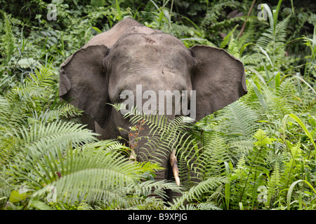 Borneon Pygmy Elefant Elephas Maximus Borneensis Danum Valley Conservation Area Sabah Borneo Stockfoto