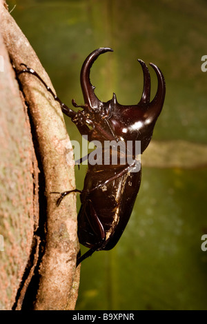 Malaysische drei gehörnten Nashornkäfer Chalcosoma Mollenkampi Danum Valley Conservation Area Sabah Borneo Stockfoto