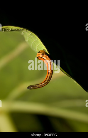 Tiger Blutegel Haemadipsa Picta hängen an der Unterseite eines Blattes Danum Valley Conservation Area Sabah Borneo Stockfoto