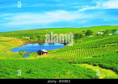 Tee-Plantage auf zentrale Hochland in Vietnam Stockfoto