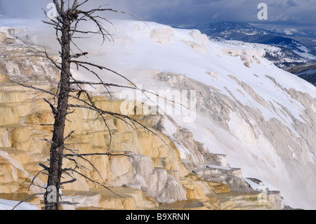 Travertin Vorsprünge im kanarischen Frühling im Winter bei Mammoth Hot Springs Yellowstone Nationalpark Wyoming USA Stockfoto