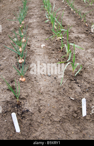 SPRINGFIELD JUNGE SCHALOTTE UND KNOBLAUCH PINK LADY AUSGEPFLANZT IN REIHEN Stockfoto