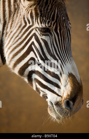 GREVY Zebra (Equus Grevyi), Kopf Stockfoto