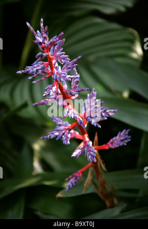 Blue Tango Bromelie "Del Mar", Aechmea Sorte, Bromeliaceae Stockfoto