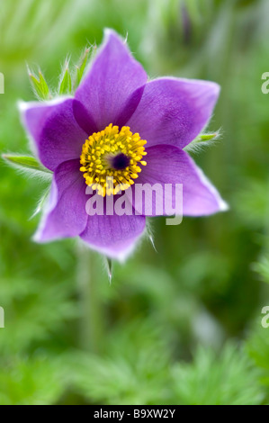 Lila Kuhschelle (Pulsatilla Vulgaris) vor grünem Hintergrund Stockfoto