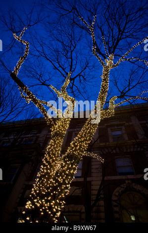 Weihnachtsbeleuchtung an einem Baum auf dem Campus der Columbia University.  Manhattan, New York City, USA. Stockfoto