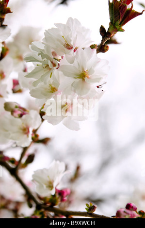 Zweige der orientalischen blühenden Kirschbäume mit Blüten im Frühjahr Stockfoto