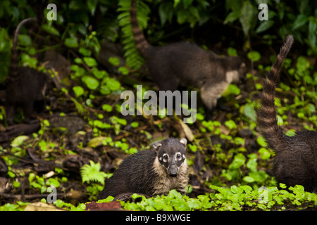 Weiße Nase Nasenbären (Nasua Narica) auf Nahrungssuche rund um Lake Arenal, Costa Rica. Stockfoto