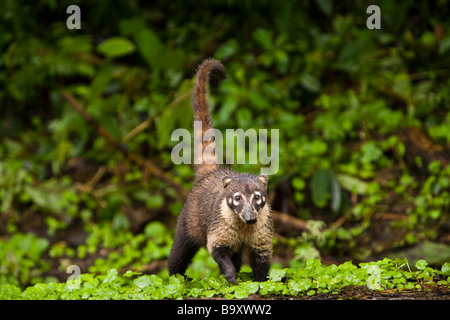 Eine weiße Nase Nasenbär (Nasua Narica) auf Nahrungssuche rund um Lake Arenal, Costa Rica. Stockfoto