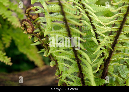 Farn Wedel uncurling Stockfoto