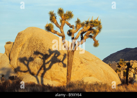 Johsua Bäume und Granitfelsen Abend Licht Joshua Tree Nationalpark CA USA Stockfoto