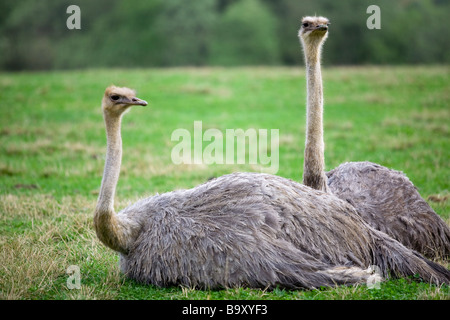 paar der Strauß (Struthio Camelus) ruht auf einer Wiese Stockfoto
