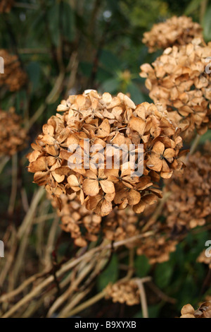 WINTER-FLOWERHEAD HYDRANGEA MACROPHYLLA NIGRA. Stockfoto