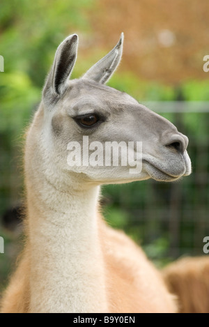 Lama Stockfoto