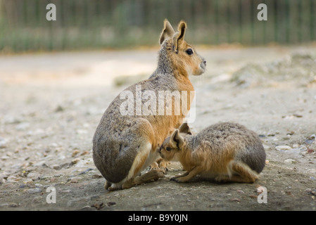 Mutter patagonischen Mara, (Dolichotis Patagonum) mit Jungtier Stockfoto