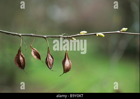 Halesia Monticola. Berg Silverbell strauch Samenkapseln und neue knospen im Frühling. Großbritannien Stockfoto