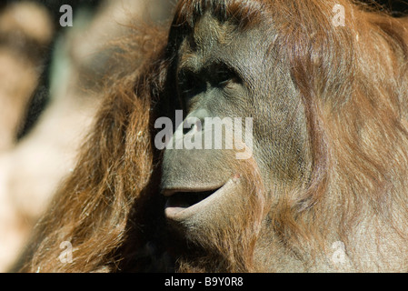 Orang-Utan (Pongo Pygmaeus) Stockfoto