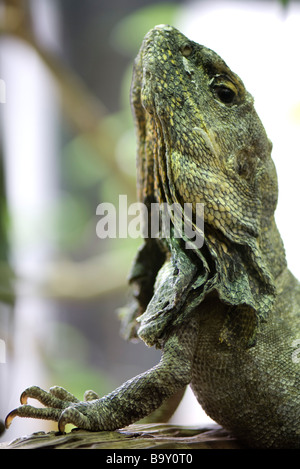 Krause-necked Eidechse (Chlamydosaurus Kingii) nachschlagen Stockfoto