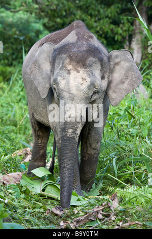 Pygmy Elephant (Elephas maximus borneensis) Baby, das im Dschungel, Regenwald erkundet. Kinabatang River, Borneo, Sarawak Stockfoto