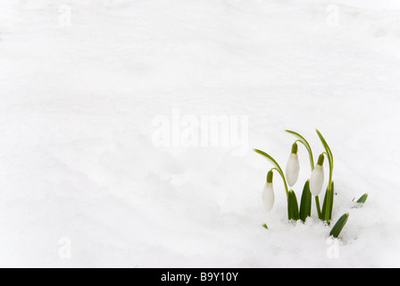 GALANTHUS NIVALIS COMMON SCHNEEGLÖCKCHEN BEDECKT VON SCHNEE, ENGLAND Stockfoto
