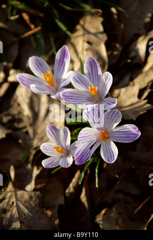 Lila gestreifte weiße Krokusse, Crocus Vernus 'Pickwick', Crocoideae, Iridaceae Stockfoto