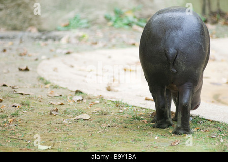 Flusspferd (Hippopotamus Amphibius), Rückansicht Stockfoto