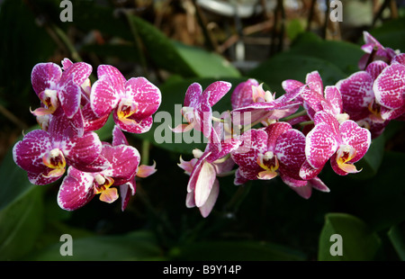 Motte Orchidee Phalaenopsis Hybrid Sorte Orchidaceae Stockfoto