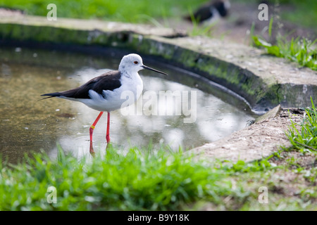 Schwarz-winged Stilt oder gemeinsame Stilt, Himantopus Himantopus in einem Garten pool Stockfoto