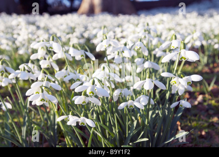 GALANTHUS S ARNOTT IM COLESBOURNE PARK, GLOUCESTERSHIRE, ENGLAND Stockfoto