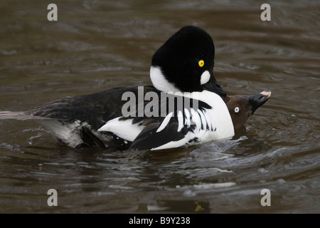 Schellenten Paarung (Bucephala Clangula). Stockfoto